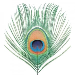 eye of a peacock feather on a white background